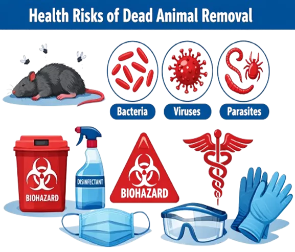 Health Risks of Dead Animal Removal Health Risks of Dead Animal Removal